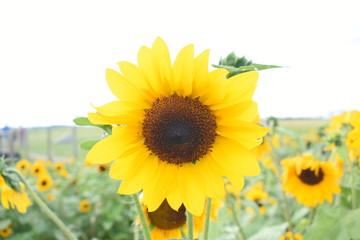 Obraz premium sunflower on a farm