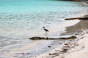 Black crane fishing at a beach in Phi Phi Island. Food chain.