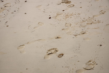 Alert ghost crab (Ocypode ryderi) on the beach, Phi Phi Island, Thailand.