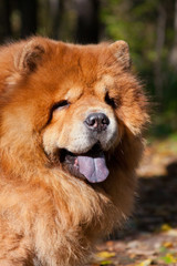 Fototapeta na wymiar Red dog of Chow Chow breed, portrait