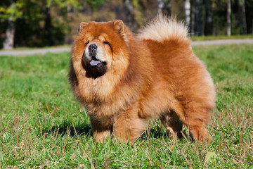 Chow Chow red-haired dog stands in the park on the grass