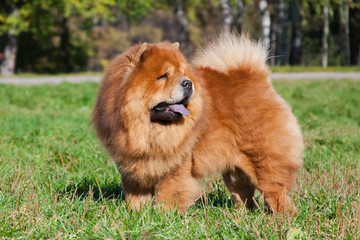Chow Chow red-haired dog stands in the park on the grass