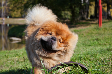 Chow Chow Ginger Dog Shakes Off Water