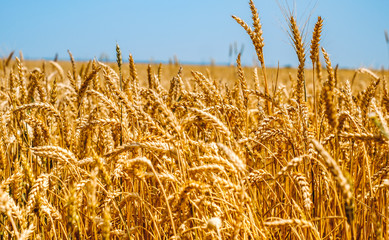 golden wheat field close view