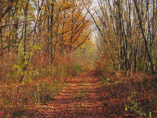 Fototapeta premium autumn in the forest