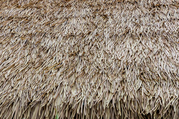 Thatched roof background or patterns. Dry straw hay or grass thatched as a roof.