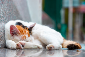 A domestic white cat sleeping on a park bench at Phi Phi Island.