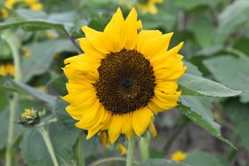 Fototapeta premium Sunflower farm