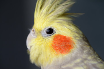 Close up of female Pearl Cockatiel face with crest up showing nictitating membrane