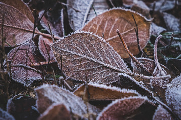 Dry foliage with hoarfrost in the autumn forest.