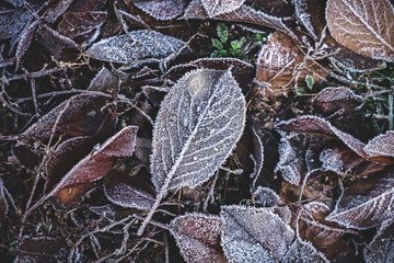 Dry foliage with hoarfrost in the autumn forest.