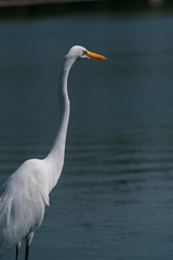 Grulla garza descansando en lago de la ciudad 
