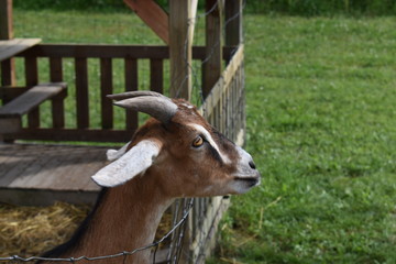 Goat on a farm