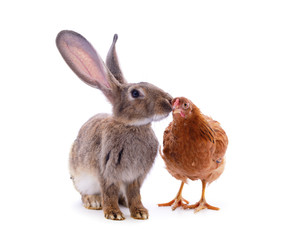 Chicken with rabbit.
