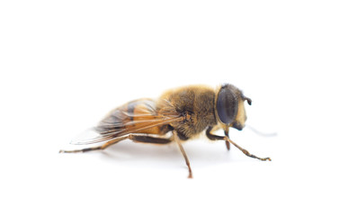 One little bee.