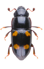 Glischrochilus hortensis is a species of beetle in the genus Glischrochilus of the family Nitidulidae. Isolated sap-beetle on white background.