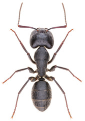 Large, black carpenter ant Camponotus vagus isolated on white background. Dorsal view of large black ant.