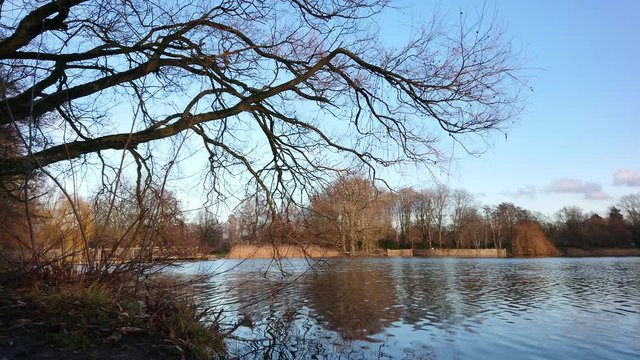 Lake water and blue sky with tree branches on foreground.