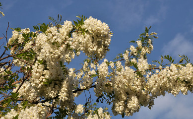 White acacia blooms in nature