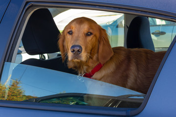 golden retriever companion dog in a car waiting for the owner