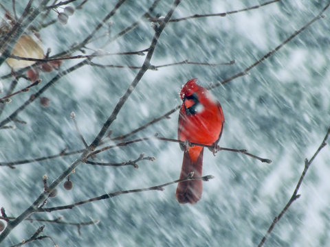 Christmas cardinal perched in tree during snow storm