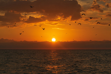 Atardecer en el golfo de méxico con aves volando