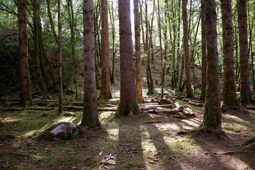 Forêt du Morvan