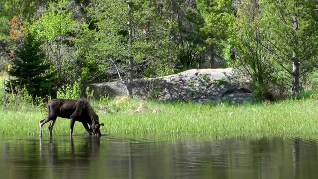 young moose drinks from mountain lake