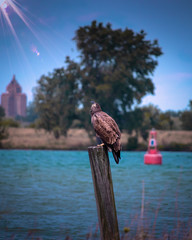Baby bald eagle looking up and waiting for head feathers to turn white