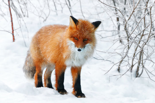 Red fox in a snow
