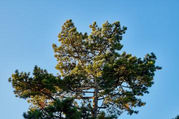 Tops of sprice tree and blue sky background. Natural photo