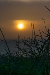 Fototapeta premium Vegetación seca en primer plano con atardecer en el fondo