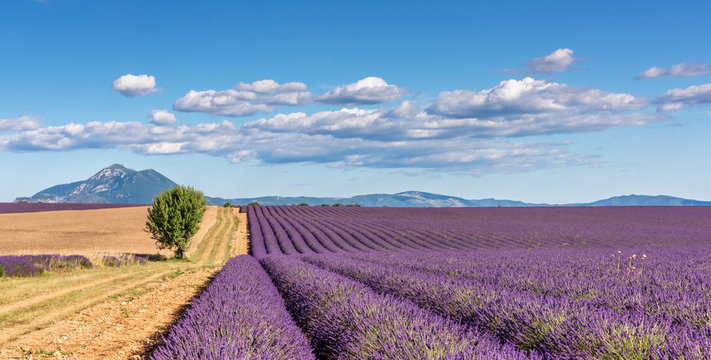 Lavender 59
