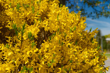 Yellow Forsythia bush blooms in Spring in Toronto