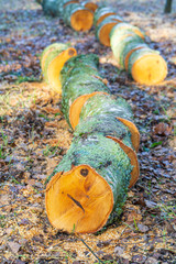 Obraz premium Felling trees in a city park