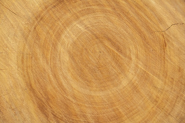 Textured surface of a round brown cross-section of a perennial tree