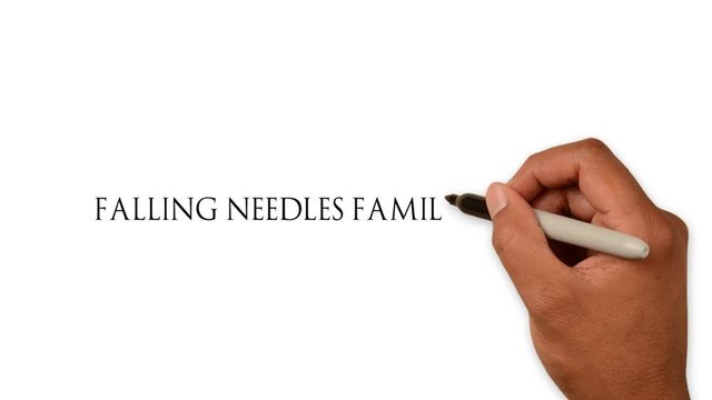 2D ANIMATION WISHING FALLING NEEDLES FAMILY FEST DAY. Get the family together and  Clean it up and recycle it Christmas tree over the holidays. hand written lettering whiteboard isolated white 