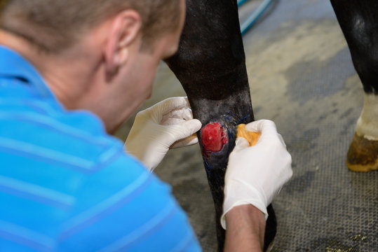 Derazil 3: Veterinarian cleaning and sterilizing granulating wound on hind leg of thoroughbred horse with iodine