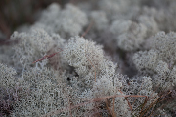 moss