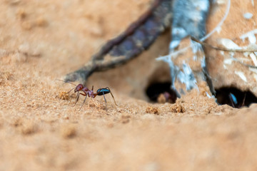 A team of Sahara Desert Ants (Cataglyphis bicolor) digging out an ant hill in the sand dunes in Ras al Khaimah, United Arab Emirates.