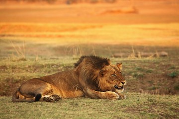 A Lion male (Panthera leo) lying in dry grassland and looking for the rest of his pride in morning sun.