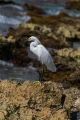 Grulla en el mar de cozumel caribe mexicano 