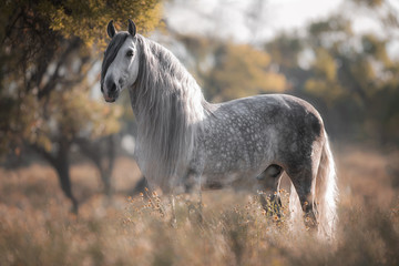 Spanischer Hengst © Karin