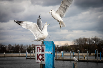 Segulls fight over thin ice