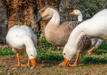 Obraz premium Gänse