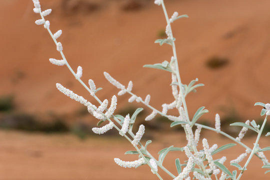 White desert flowers, white saxaul (Haloxylon persicum) or Ghada, blowing in the wind in the sand dunes of the United Arab Emirates.