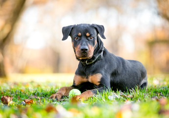 A black and red Rottweiler mixed breed dog lying in the grass with a ball