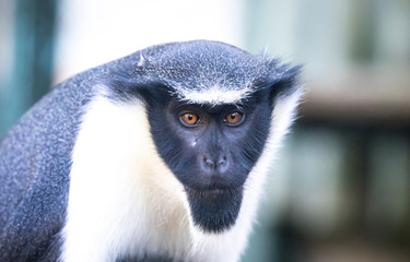 Diana monkey, Cercopithecus diana, scream, crescent-shaped browband, ruff and beard. Wildlife...