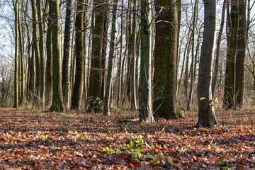 Wanderung im Herbst durch den Bustedter Wald bei Bünde in Ostwestfalen.