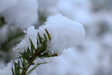 Schnee Tannenzweig Makrofotografie Winter